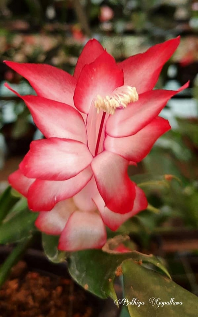 Schlumbergera